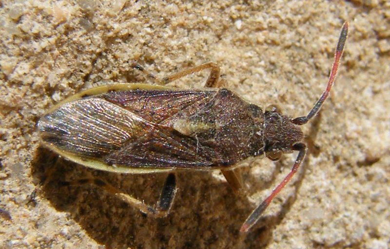 Rhopalidae: Maccevethus sp.