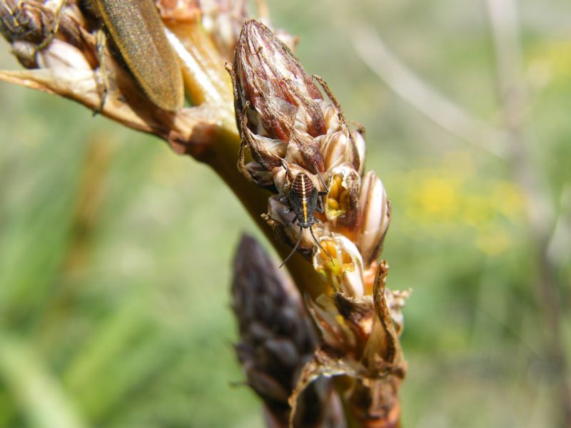 Miridae: Horistus orientalis su asfodelo