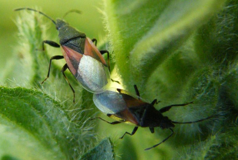 Lygaeidae: Oxycarenus lavaterae della Sardegna (Cagliari)