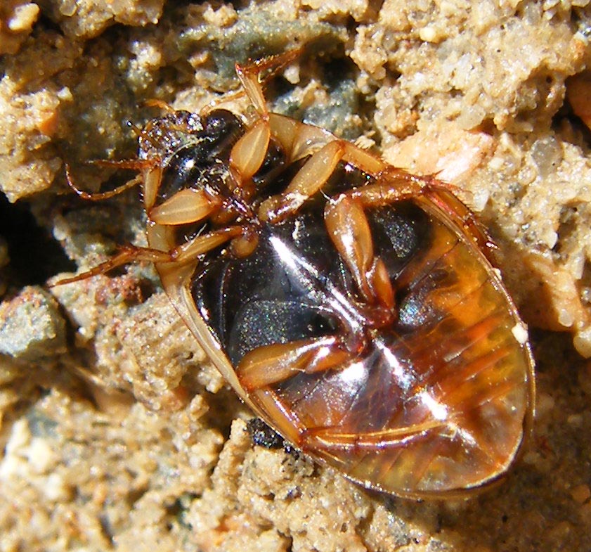 Agabus (Gaurodytes) nebulosus (Dytiscidae)