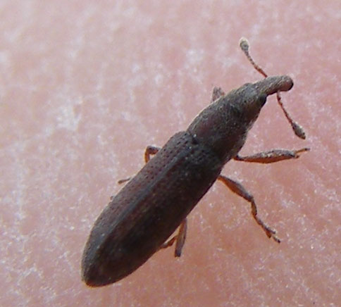 Curculionide da determinare