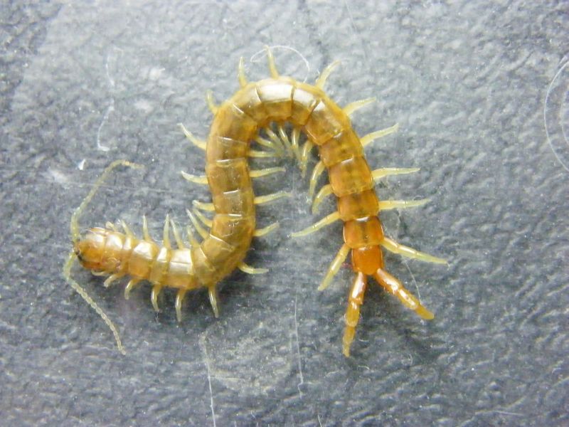 Scolopendra arancione di Cagliari (Scolopendra oraniensis)