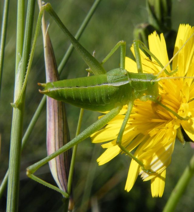 Phaneropteridae: Odontura cfr. calaritana