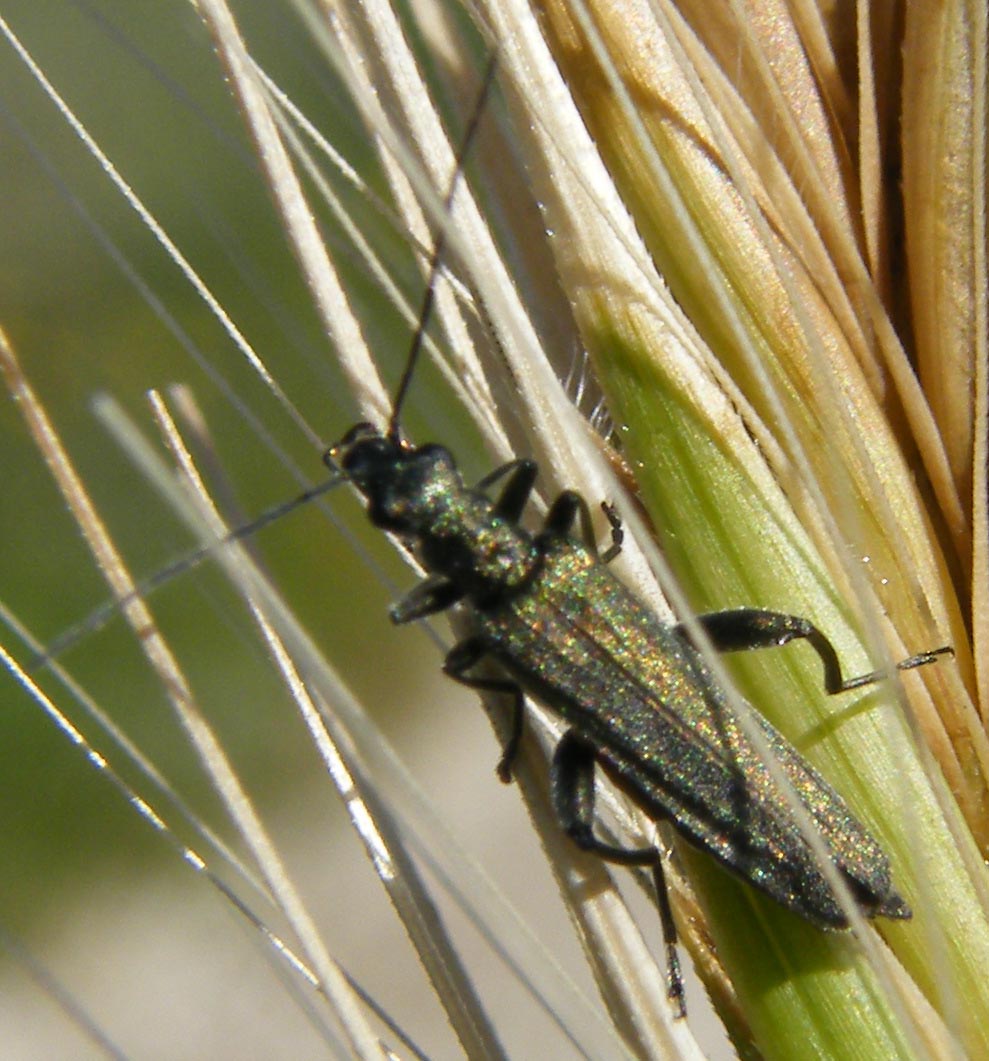 Oedemeride da identificare