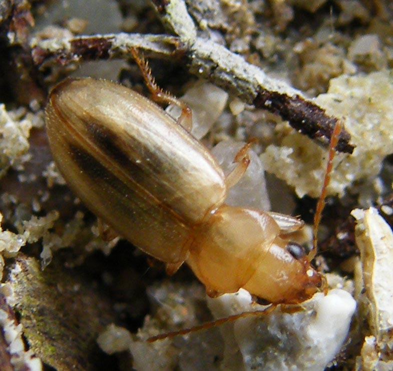 Dicheirotrichus obsoletus & punicus