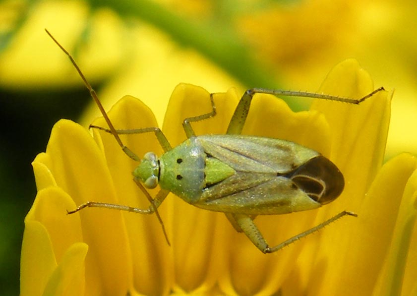 Miride verde: Closterotomus norwegicus