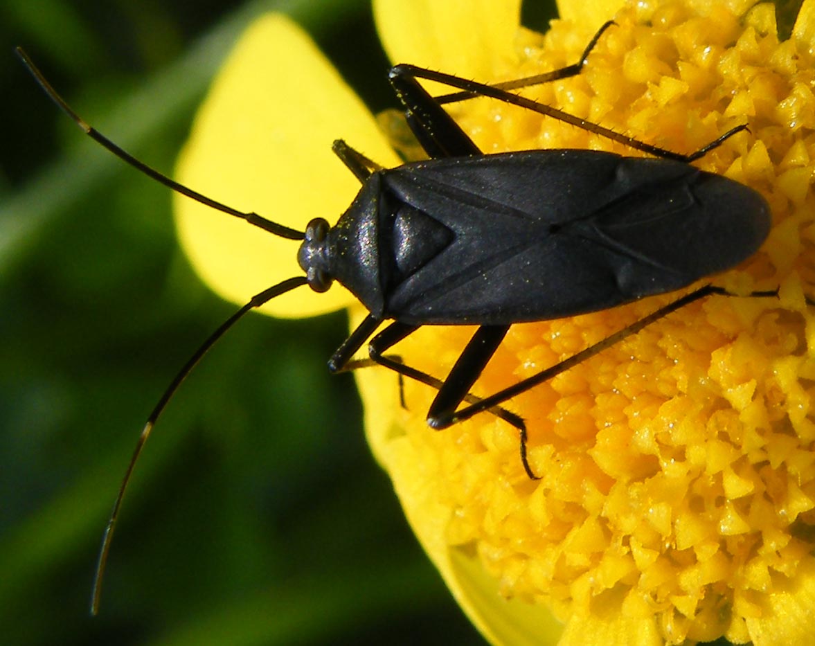 Calocoris nemoralis f. picea?