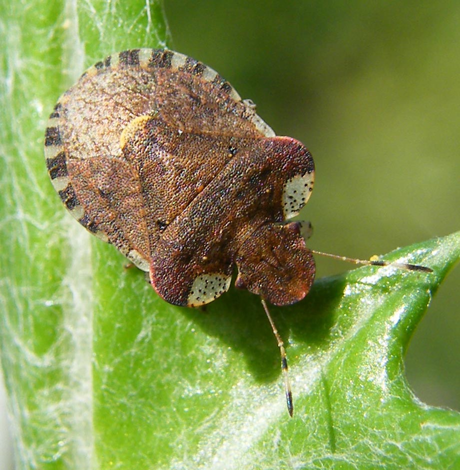 Pentatomidae: Dyroderes umbraculatus