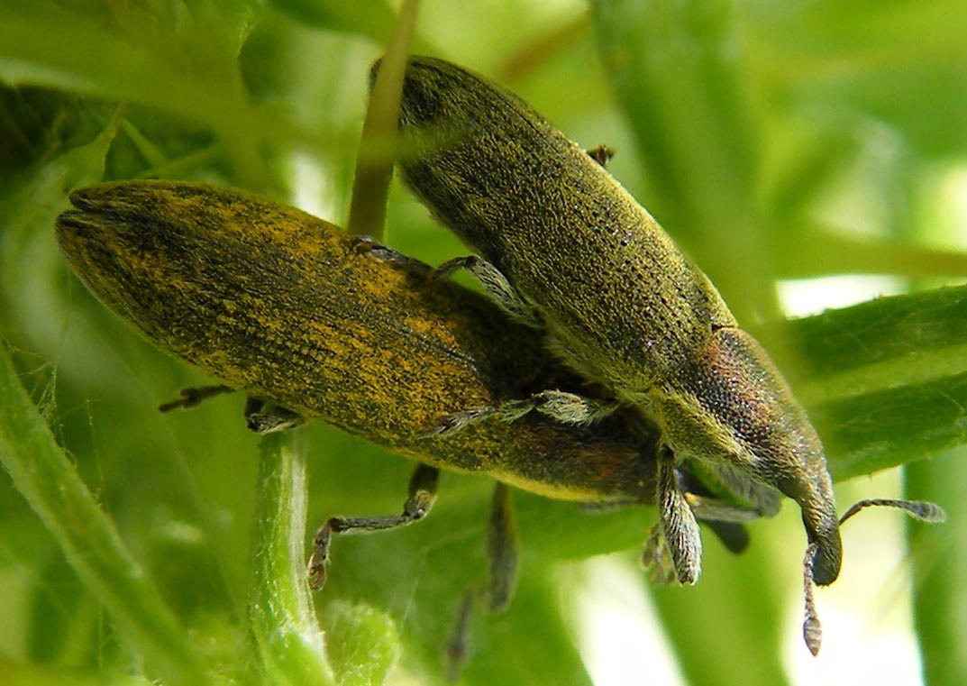 Curculionidi da identificare: Lixus cfr. filiformis