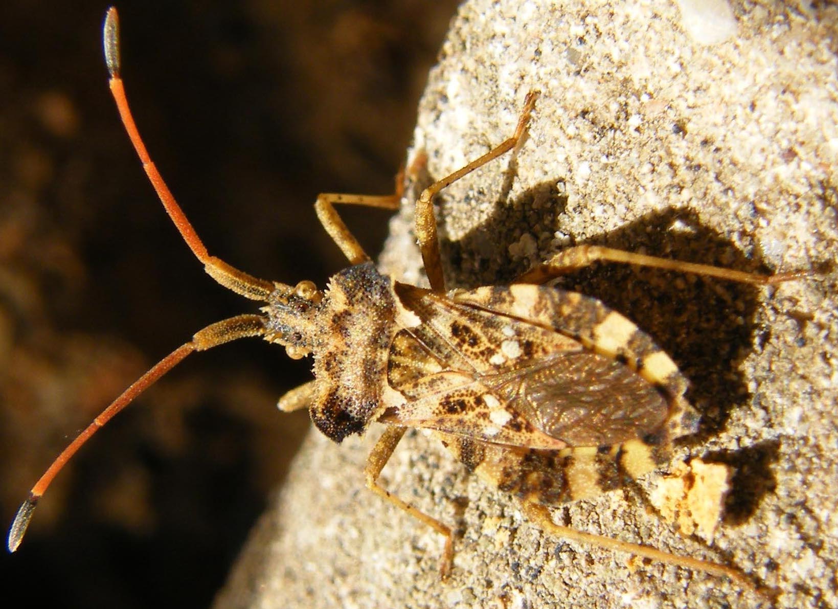 Centrocoris spiniger?