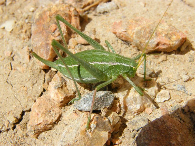 Odontura cfr. calaritana femmina