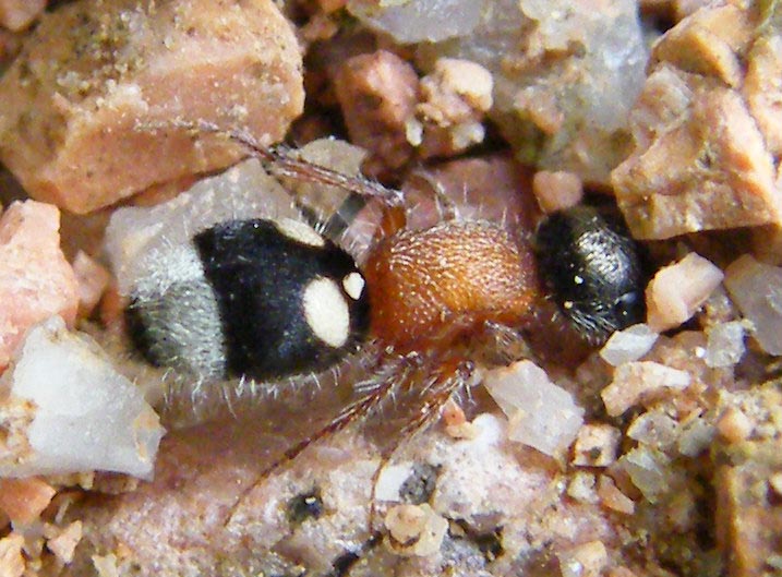 Blakeius chiesii chiesii (Mutillidae)