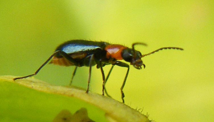 Ebaeus humilis? No, Attalus cyaneus