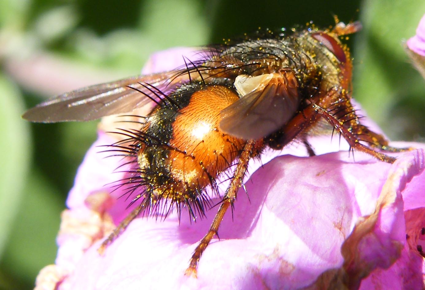 Tachina cf. magnicornis (Tachinidae)