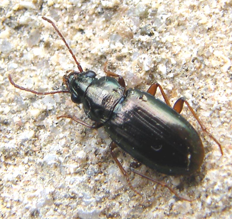 Pogonus?
