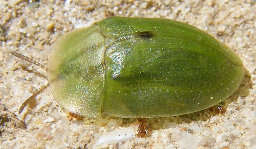 Cassida deflorata