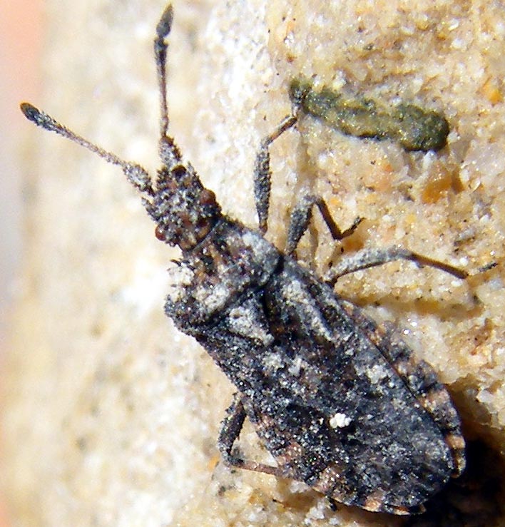Coreidae: Arenocoris waltli della Sardegna