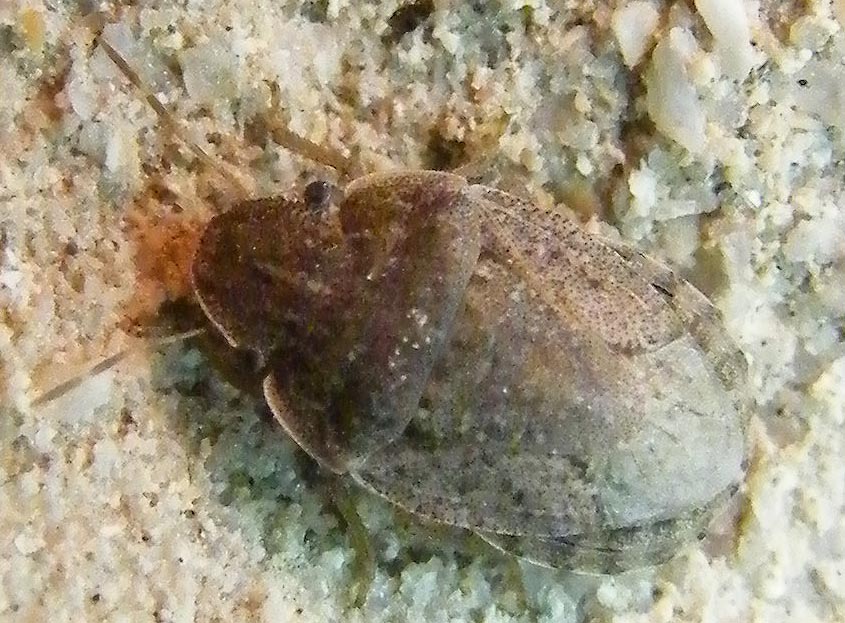 Pentatomidae: Sciocoris helferi del Cagliaritano
