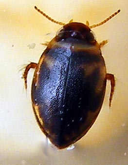 Hygrotus inaequalis (Dytiscidae)