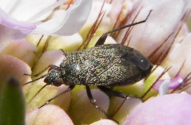 Piccolo eterottero su Scabiosa:  Heterocordylus tibialis