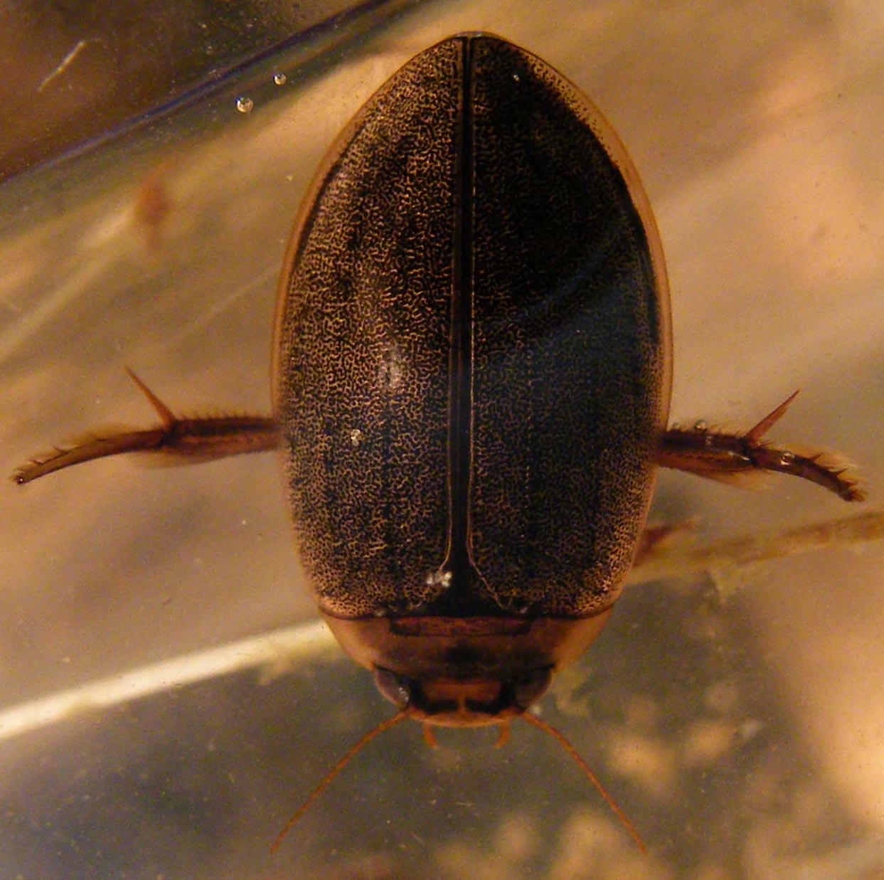 Rhantus suturalis (Dytiscidae)