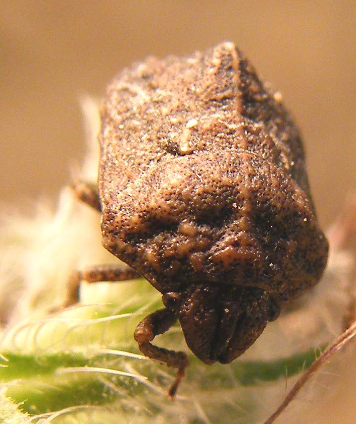 Scutelleridae: Psacasta tuberculata della Sardegna
