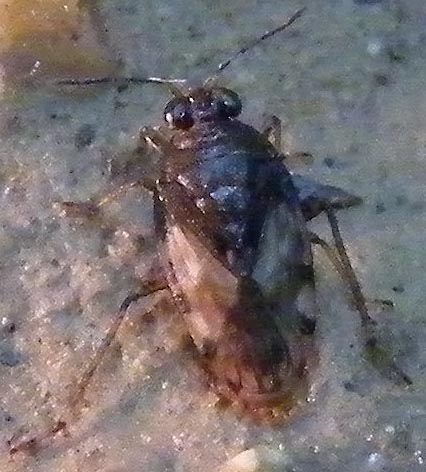 Saldula cfr. pallipes delle Saline di Cagliari