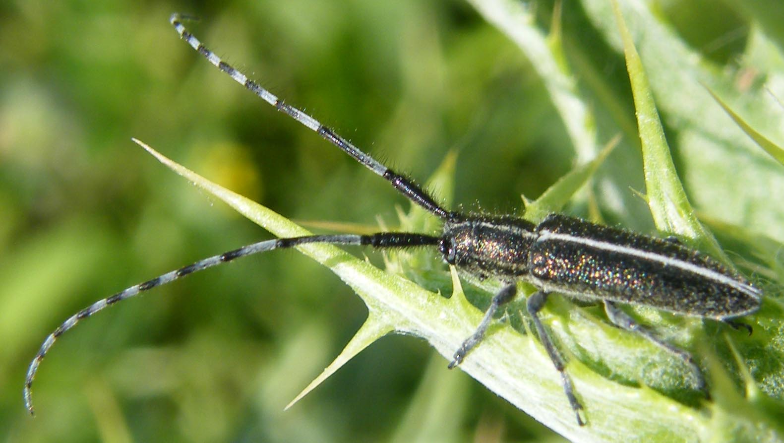 Agapanthia cardui? suturalis