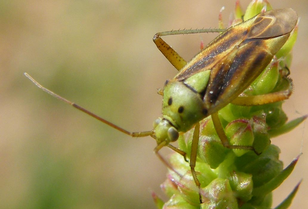 Closterotomus norwegicus f.vittiger (Miridae) della Sardegna