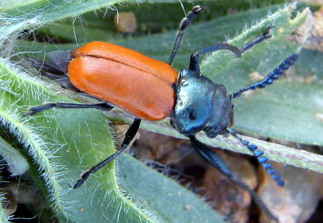 Labidostomis taxicornis