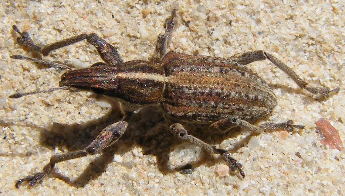 Curculionidae da determinare: Charagmus gressorius