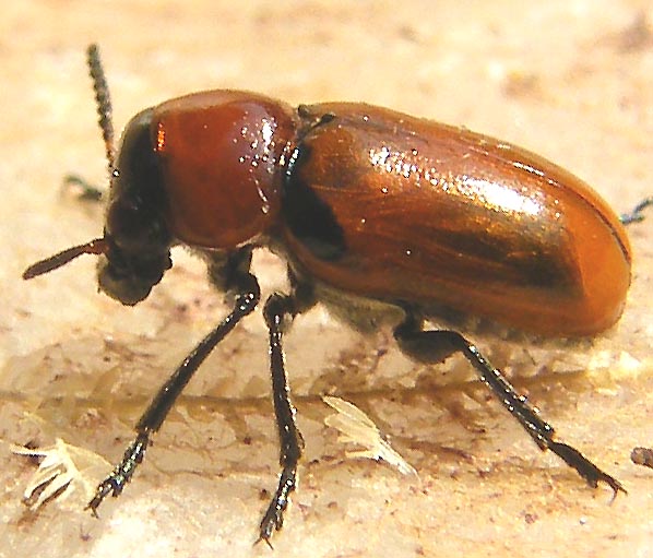 Coptocephala? S, C. raffrayi, Chrysomelidae