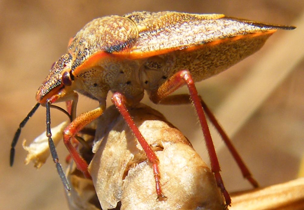 Carpocoris mediterraneus atlanticus?