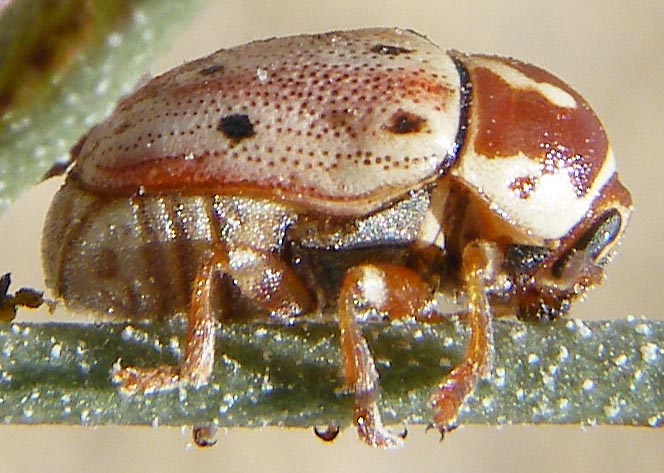 Cryptocephalus curvilinea