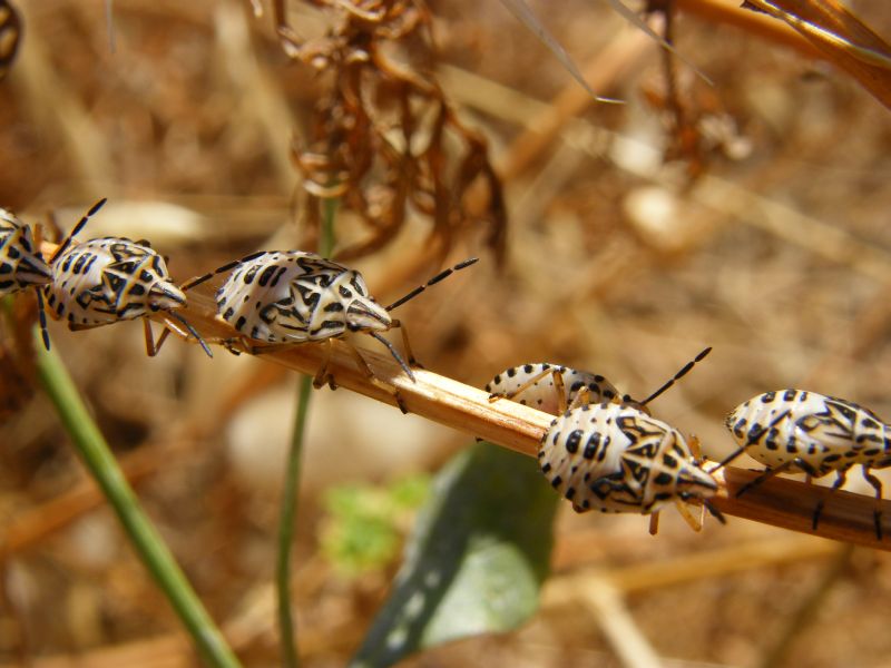 Pentatomidae: ninfe di Codophila varia