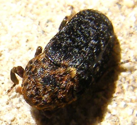 Dermestes undulatus