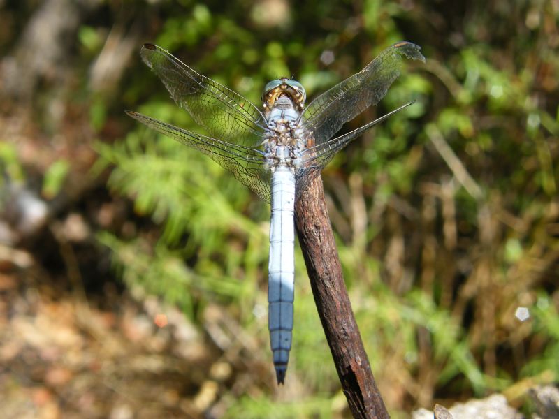 Orthetrum brunneum?-Orthetrum coerulescens anceps (maschio)