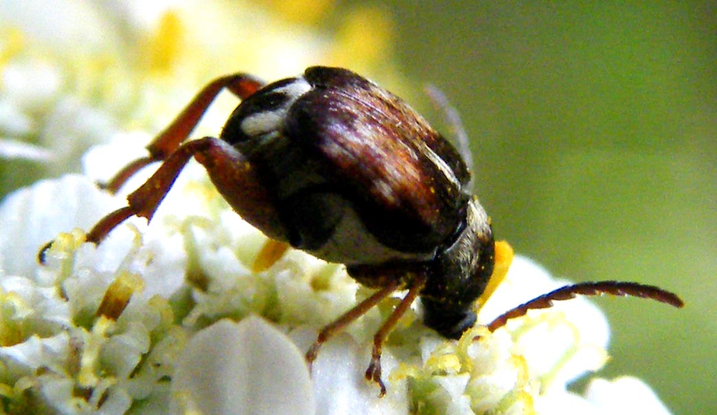 Bruchidius? jocosus