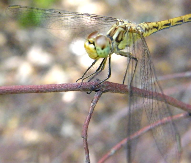 Sympetrum da determinare: striolatum