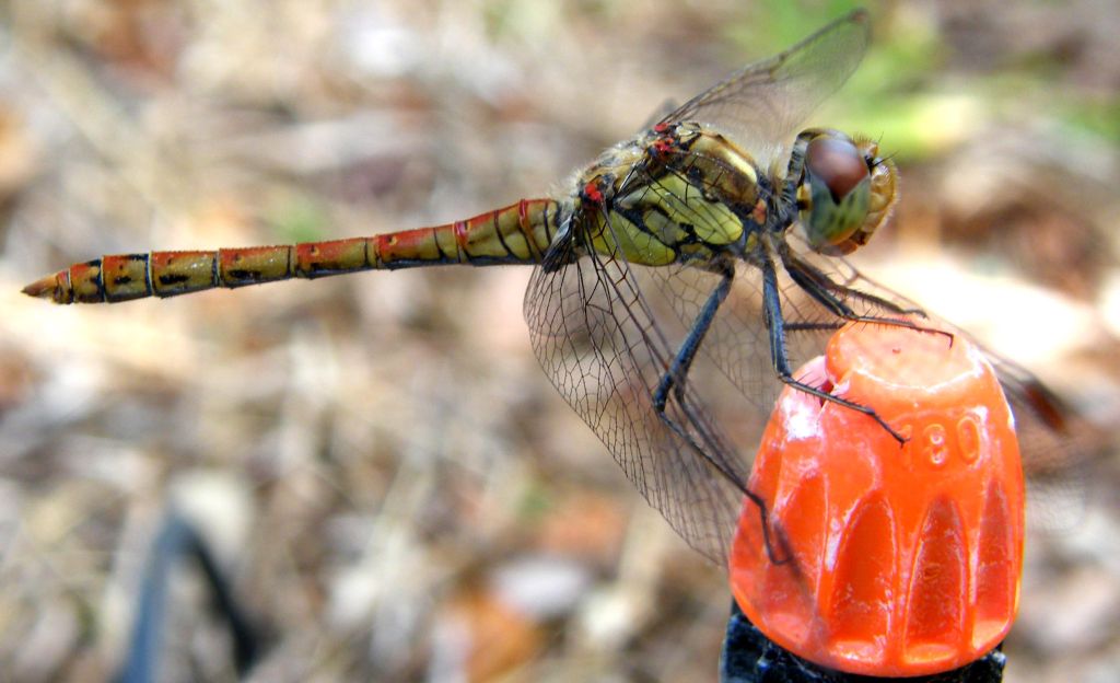 Sympetrum striolatum