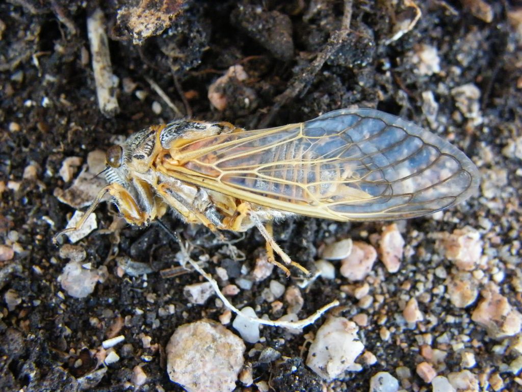 Tibicen haematodes?