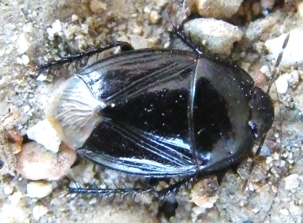 Cydnidae: Macroscytus brunneus delle saline di Cagliari