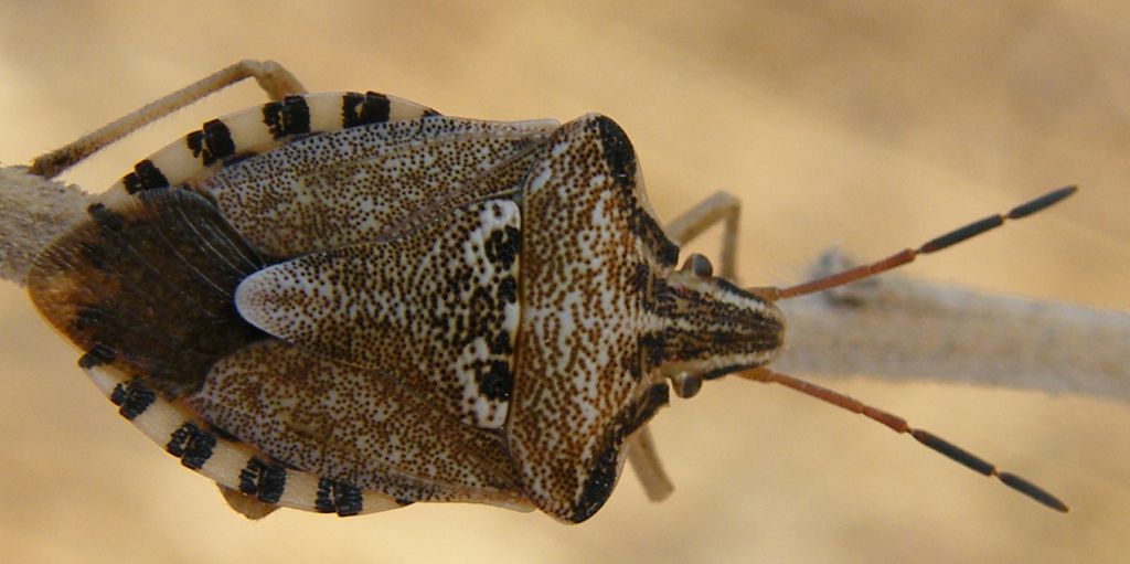 Ancora Codophila varia delle saline di Cagliari