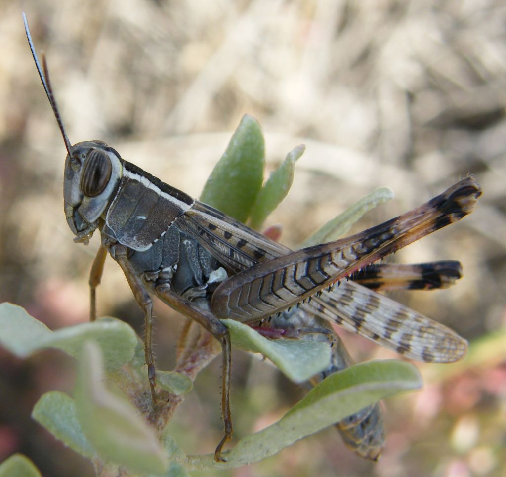 Heteracris adspersa massai