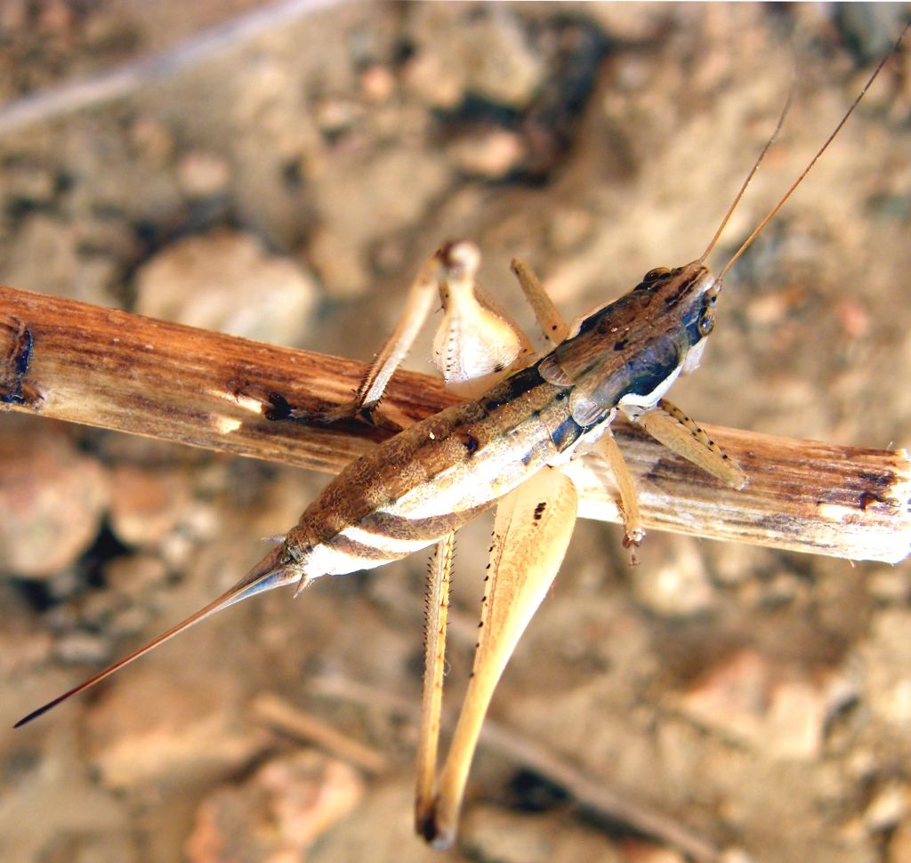 Femmina di Pterolepis pedata