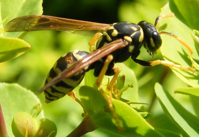 Polistes dominulus F (Vespidae)