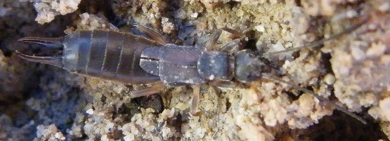 Nala lividipes