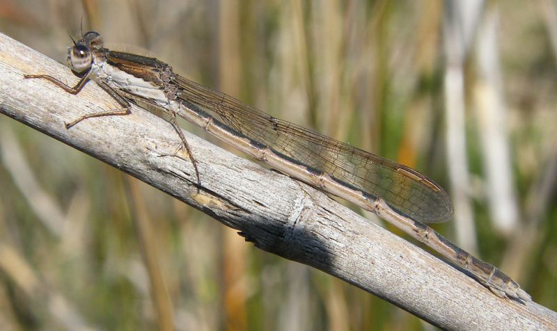 Sympecma fusca