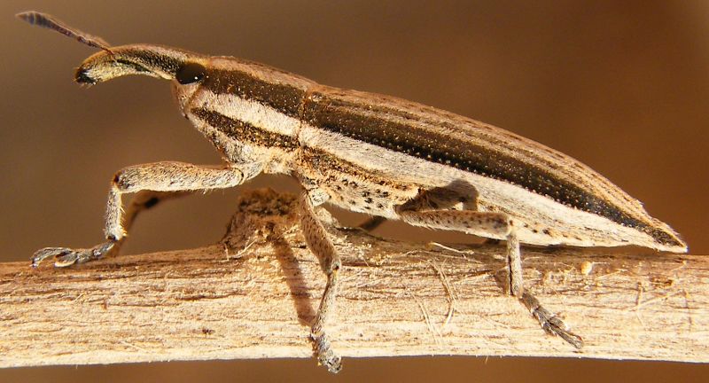 Lixus cf anguinus