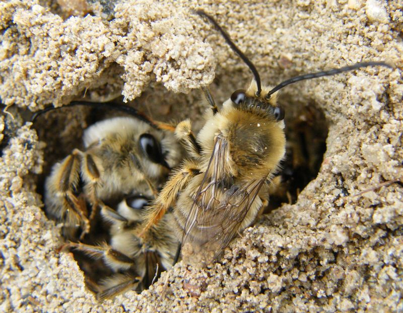 Eucera sp. . (Apidae)
